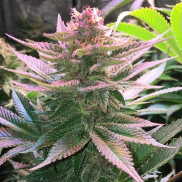 Purple Punch