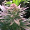 Purple Punch