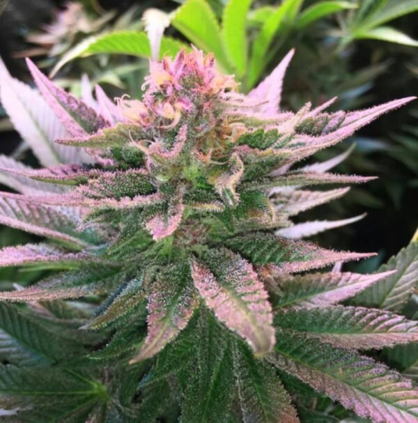 Purple Punch