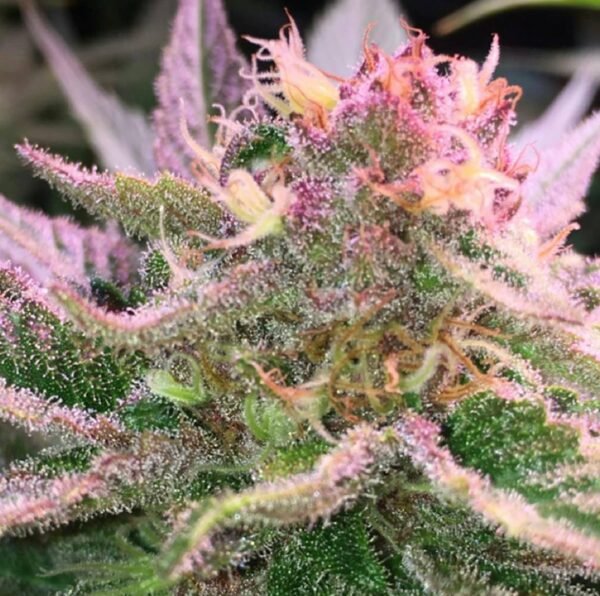 Purple Punch