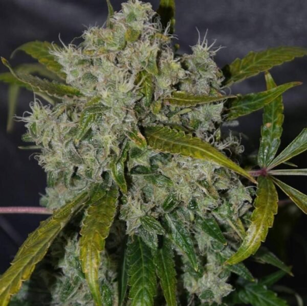 buy weed in Agoura Hills
