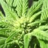 buy weed in Agoura Hills
