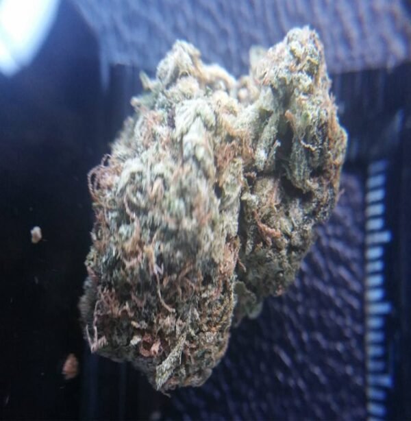 Purple Kush