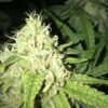 Blue Cheese