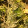 Cookies Kush