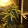 Cookies Kush