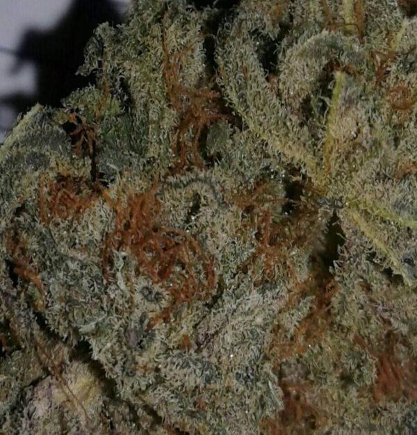 cannabis near Atascadero CA