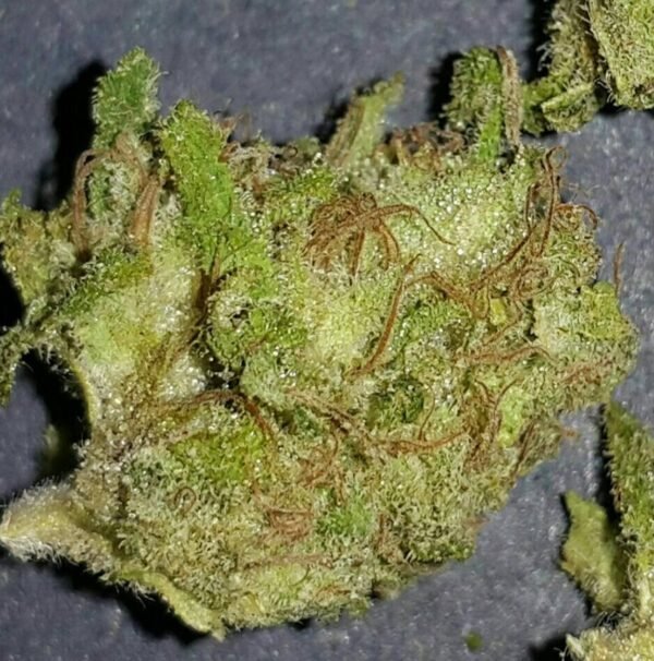 Auburn cannabis store online