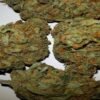 Master Kush